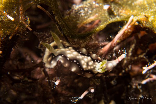 Geometric Goniobranchus - Photo 3