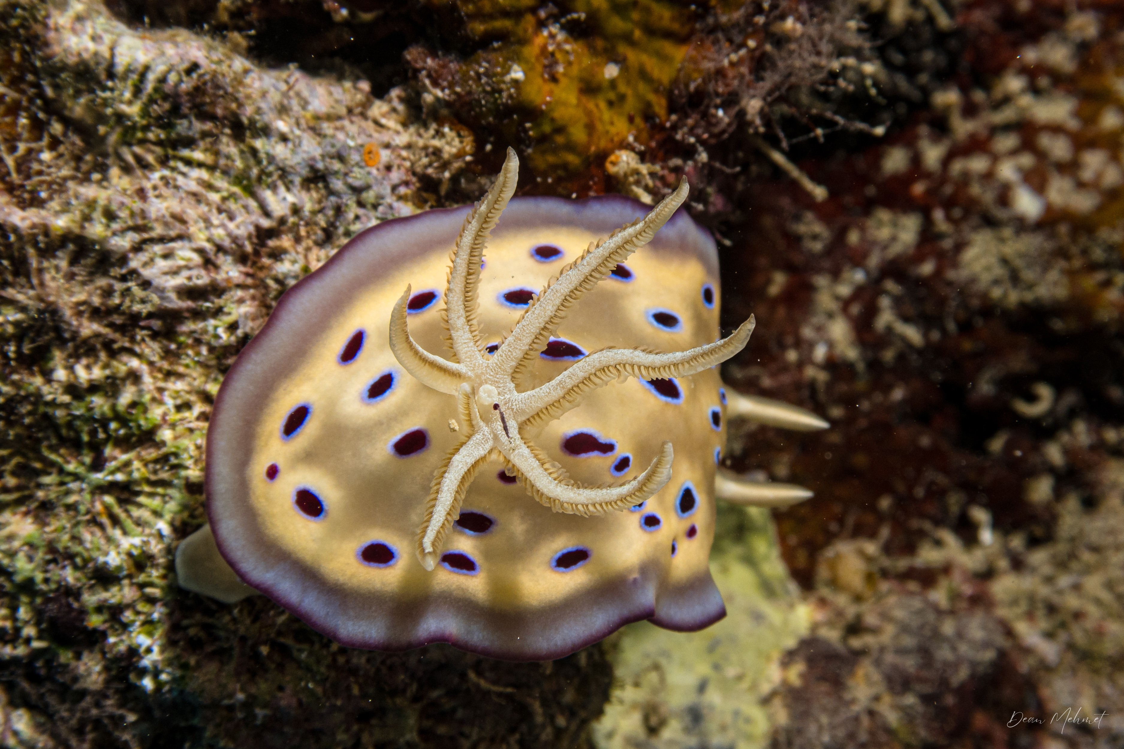 Goniobranchus kuniei