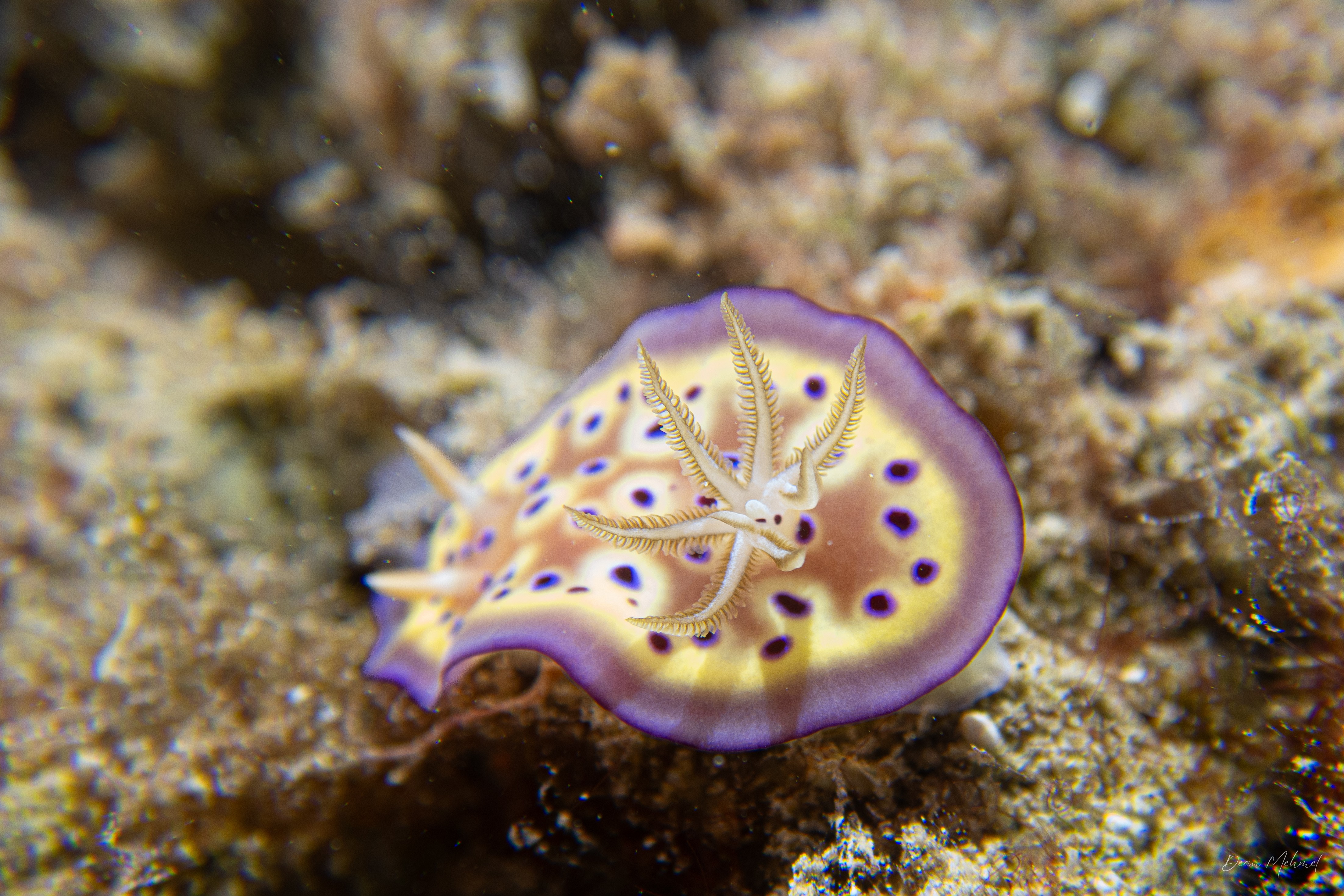 Goniobranchus kuniei
