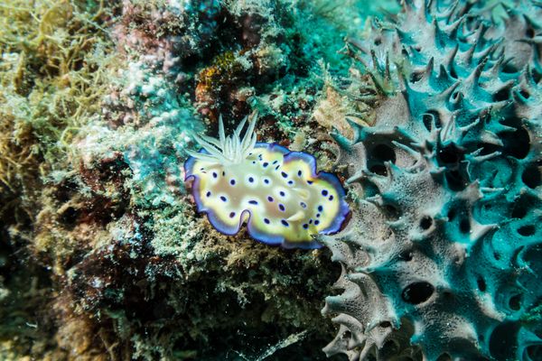 Goniobranchus kuniei - Photo 1