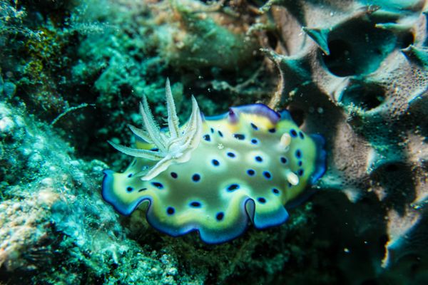 Goniobranchus kuniei - Photo 3