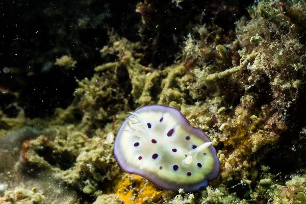 Goniobranchus kuniei - Photo 4