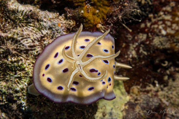 Goniobranchus kuniei - Photo 5