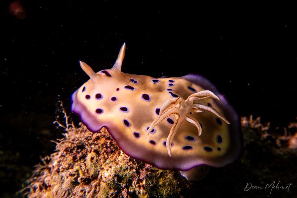 Goniobranchus kuniei - Photo 9