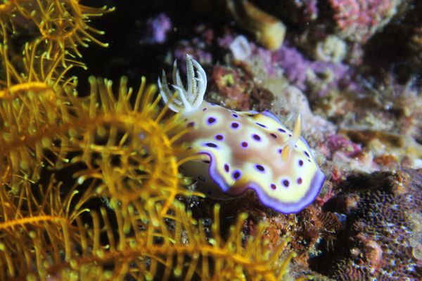 Goniobranchus kuniei - Photo 10