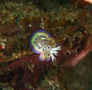 Goniobranchus kuniei