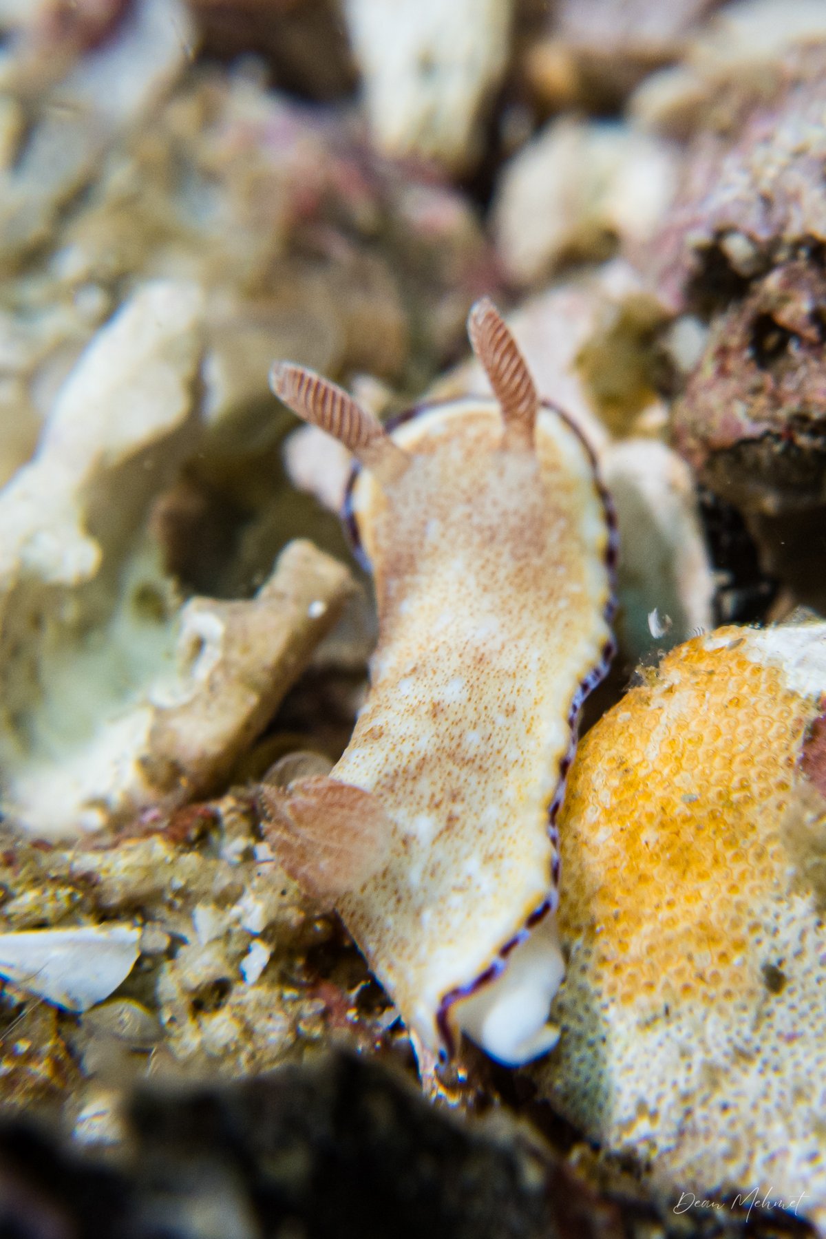 Precious Nudibranch hero image