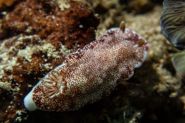 Reticulated Goniobranchus - Photo 1