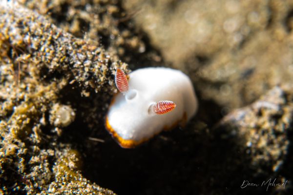 Goniobranchus verrieri - Photo 1