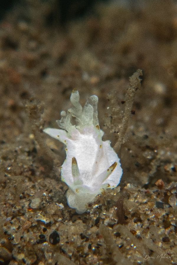 Goniodoridella savignyi - Photo 1