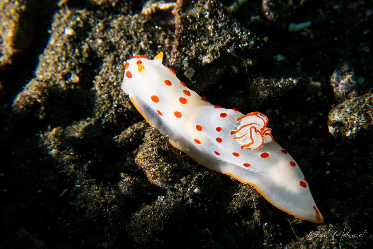 Gymnodoris ceylonica