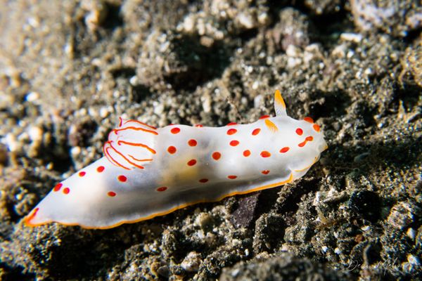 Gymnodoris ceylonica - Photo 2