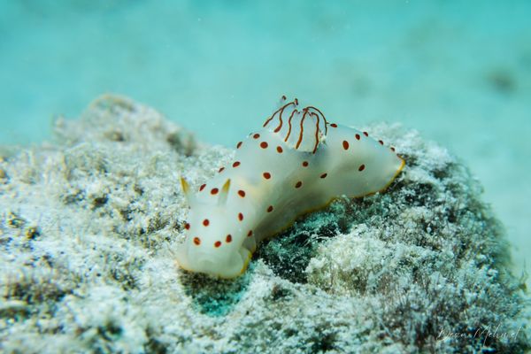 Gymnodoris ceylonica - Photo 3