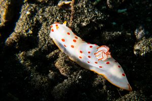 Gymnodoris ceylonica representative species