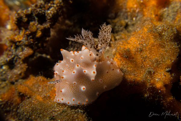 Batangas Halgerda - Photo 1