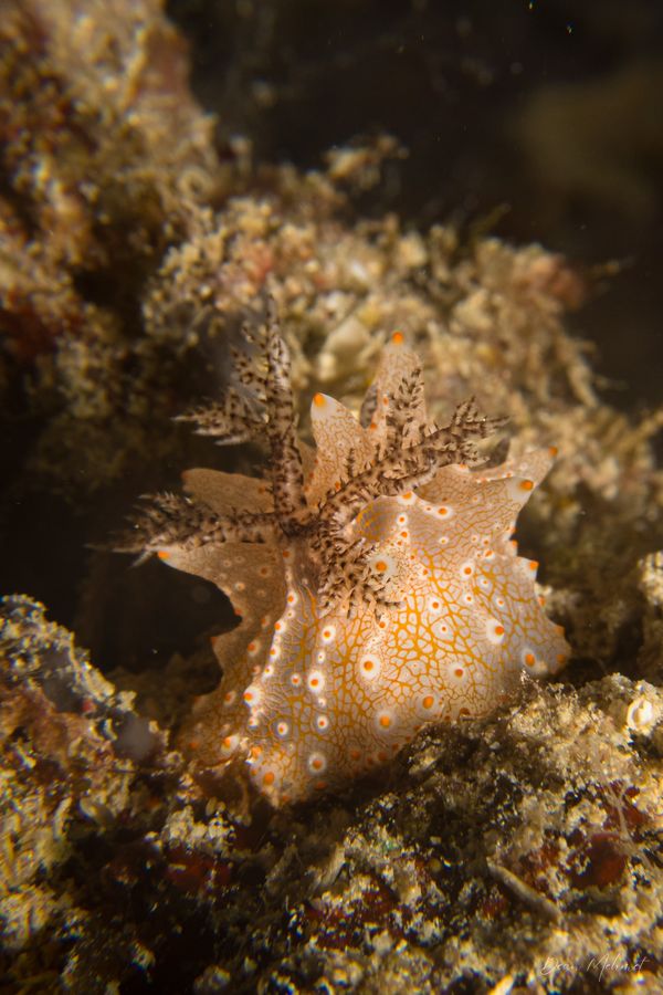Batangas Halgerda