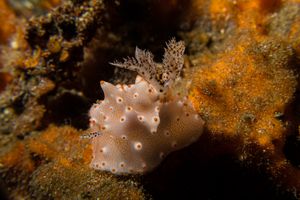 Batangas Halgerda representative species