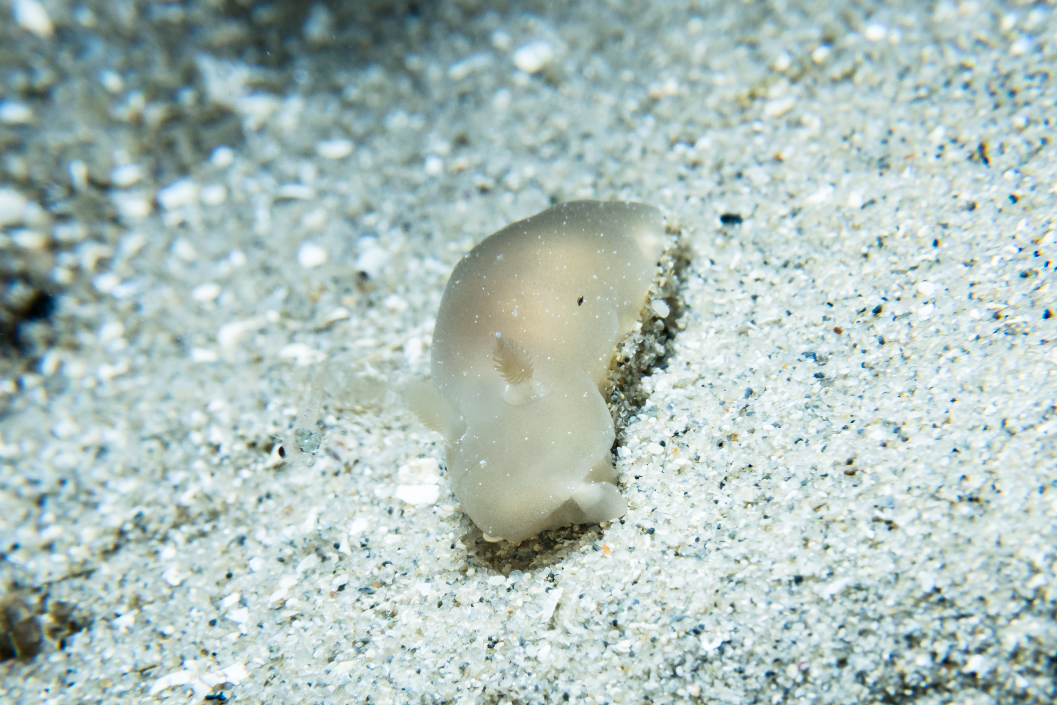 Hallaxa michaeli
