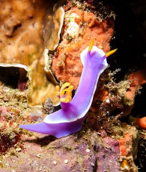 Giant Hypselodoris