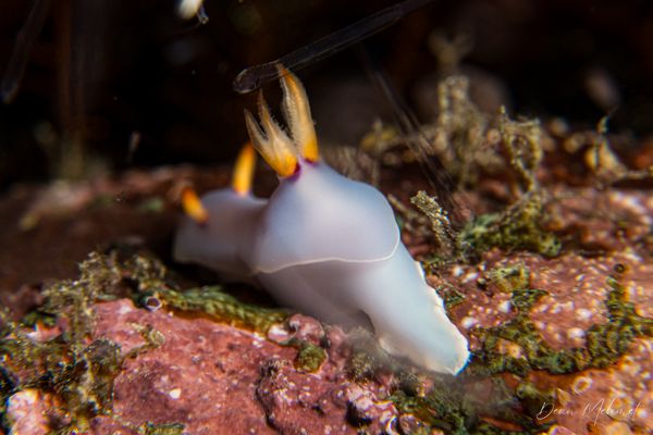 Bullocks Hypselodoris - Photo 2