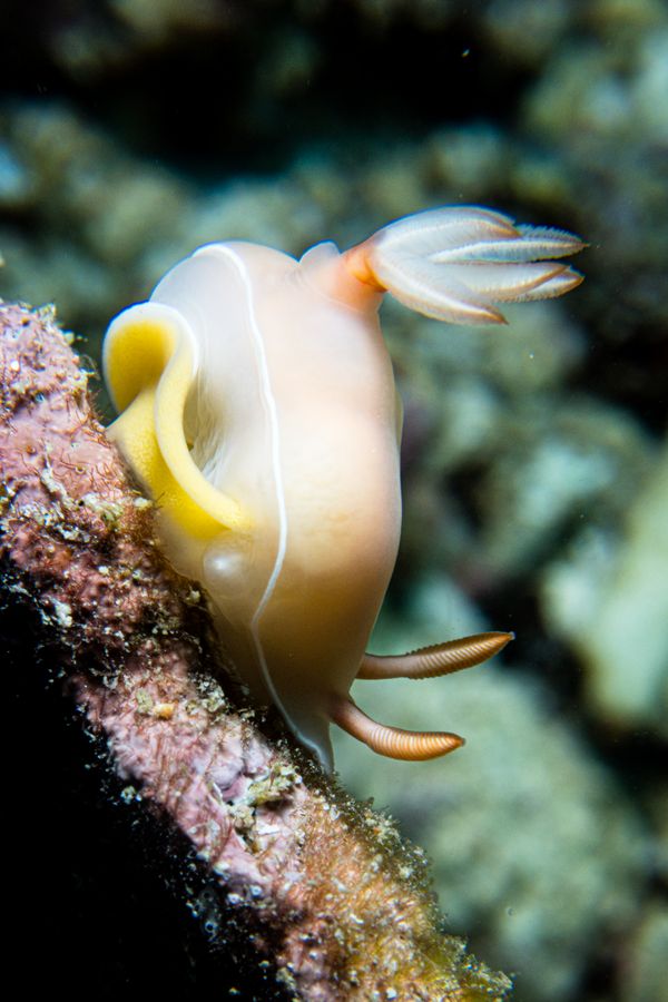 Bullocks Hypselodoris - Photo 3