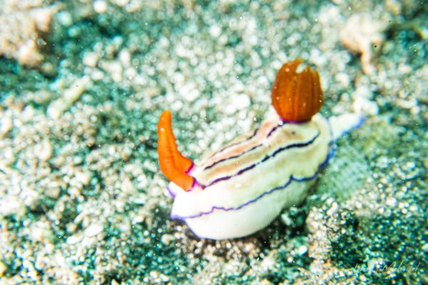Emmas Hypselodoris - Photo 1