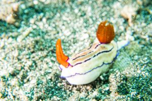 Hypselodoris representative species