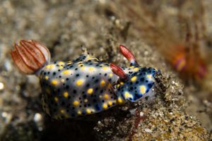 Hypselodoris representative species