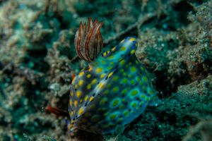 Hypselodoris representative species