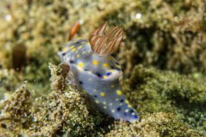 Hypselodoris roo