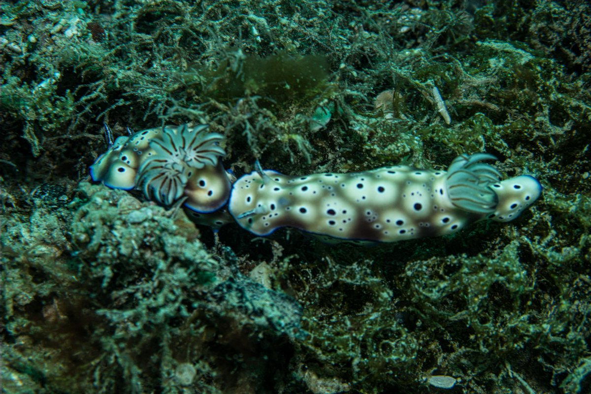 Tryons Hypselodoris