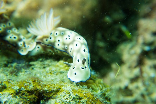 Tryons Hypselodoris - Photo 2