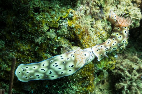 Tryons Hypselodoris - Photo 3