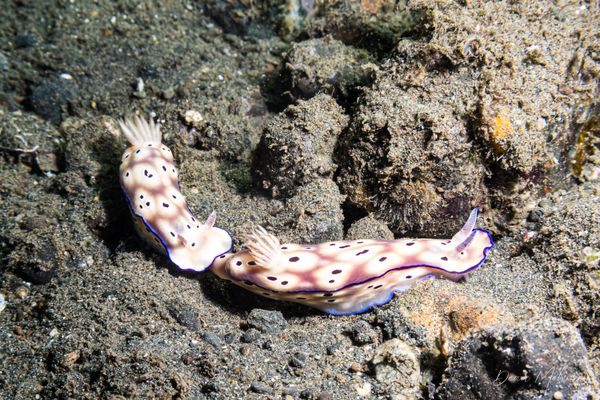 Tryons Hypselodoris - Photo 4