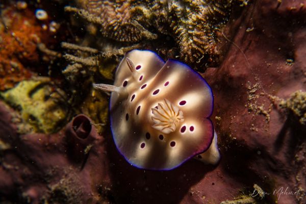 Tryons Hypselodoris - Photo 7