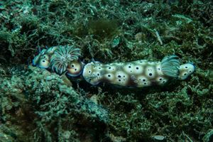 Tryons Hypselodoris
