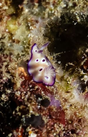 Tryon's Hypselodoris