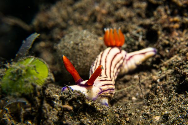 Whites Hypselodoris - Photo 1