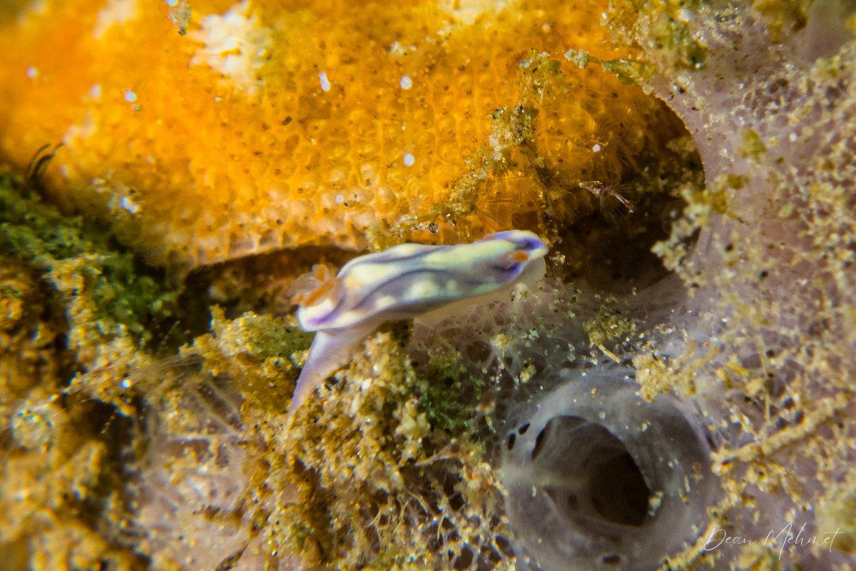 Zephyr Hypselodoris hero image