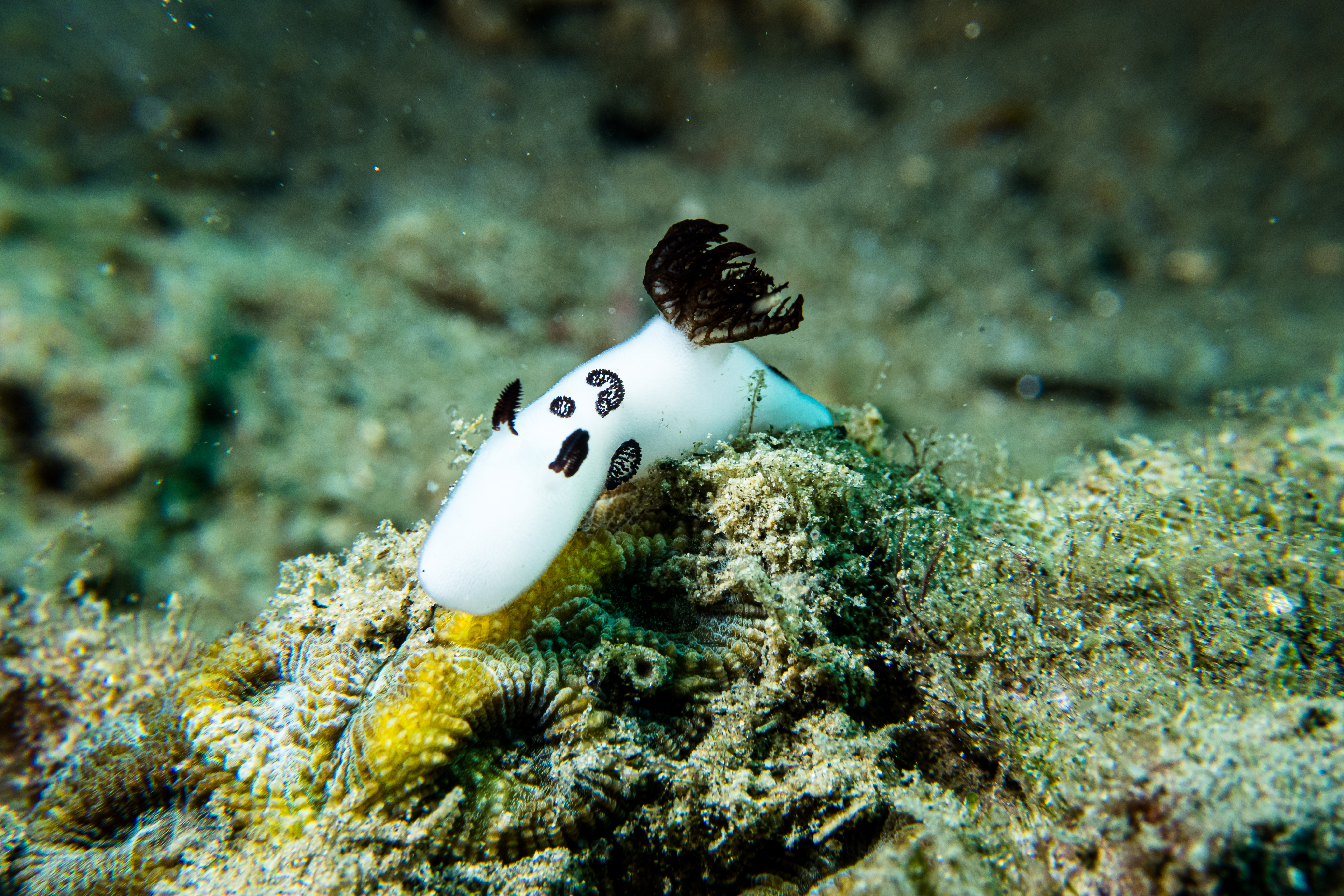 Mourning Dorid
