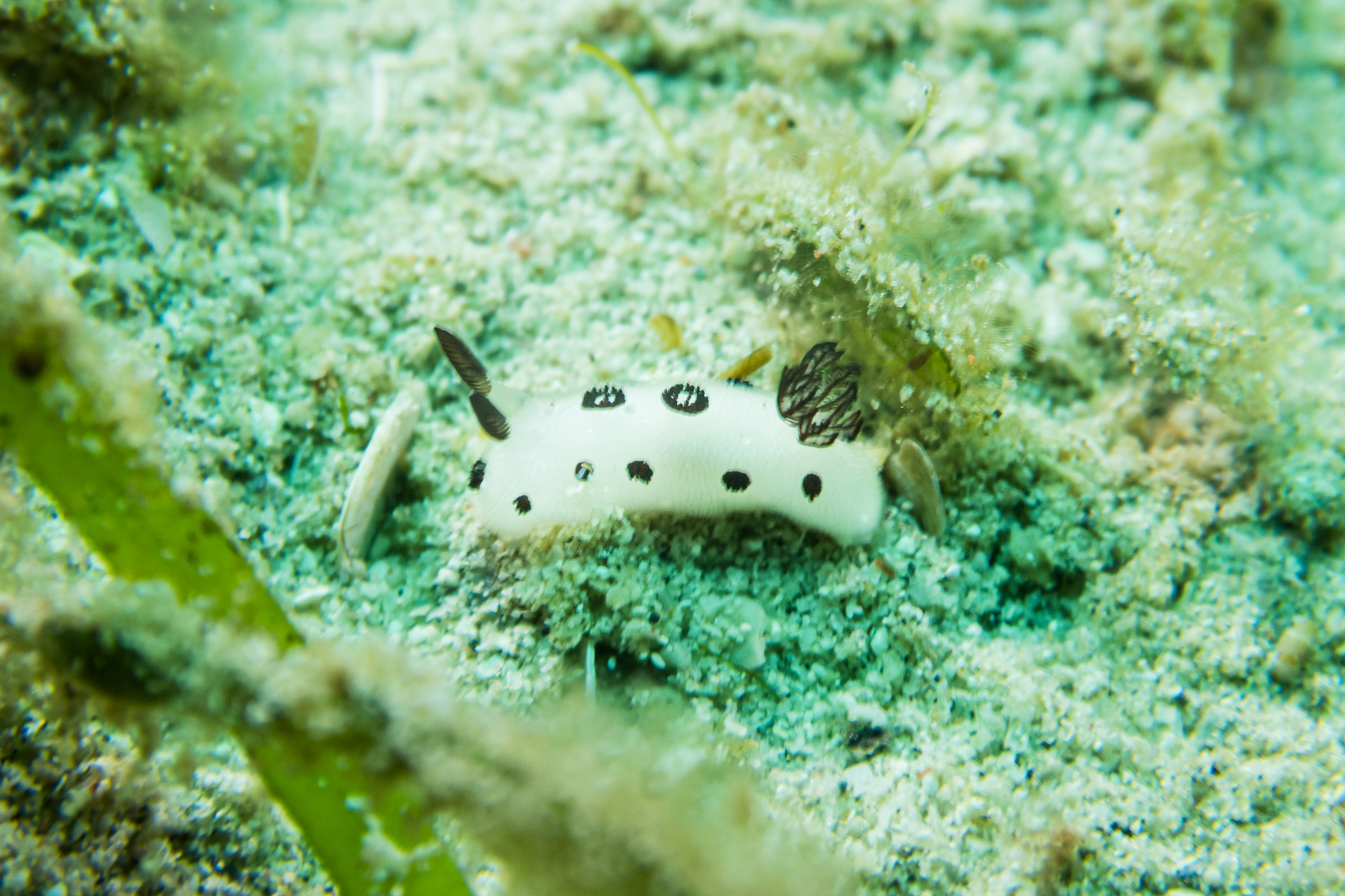 Mourning Dorid