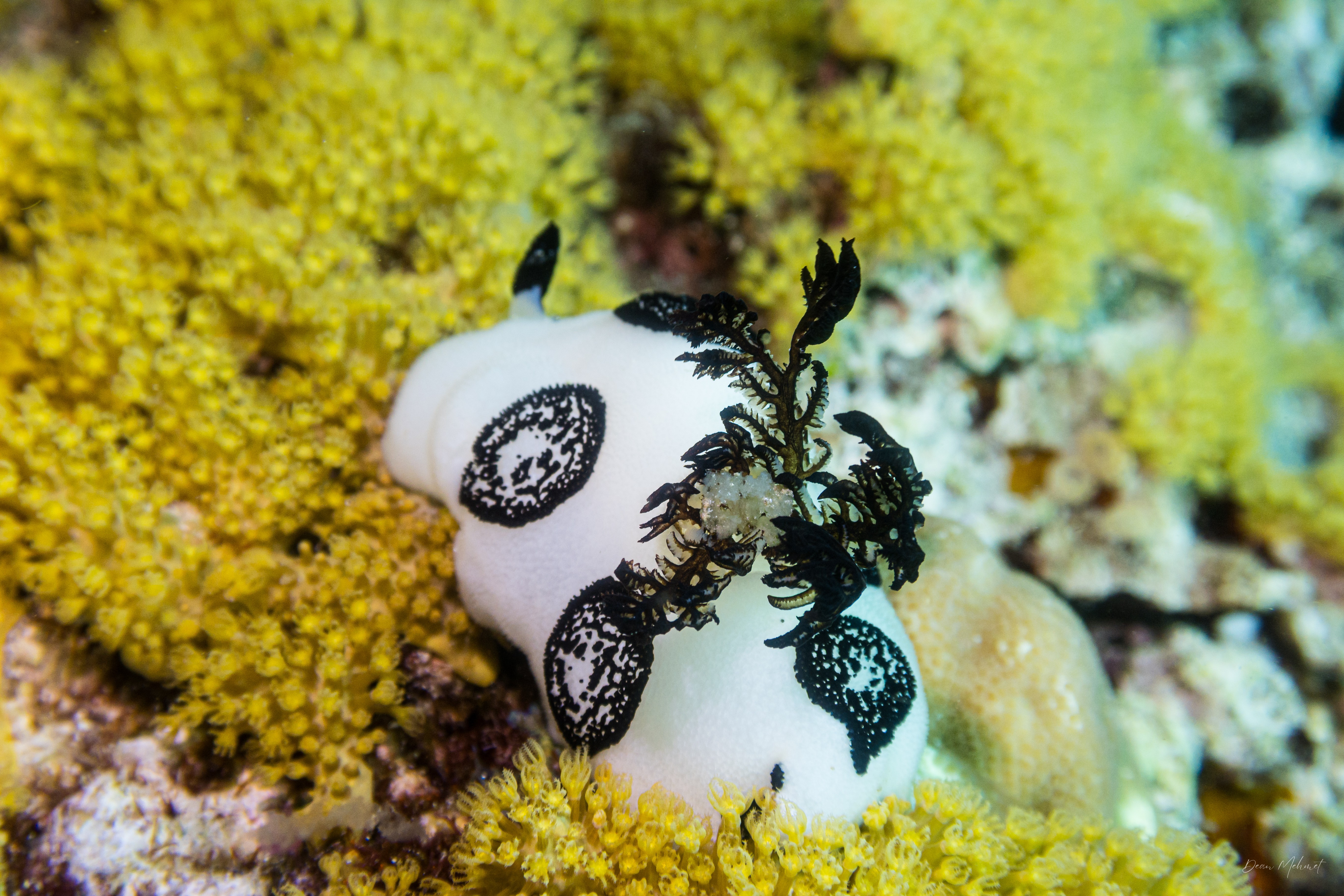 Mourning Dorid