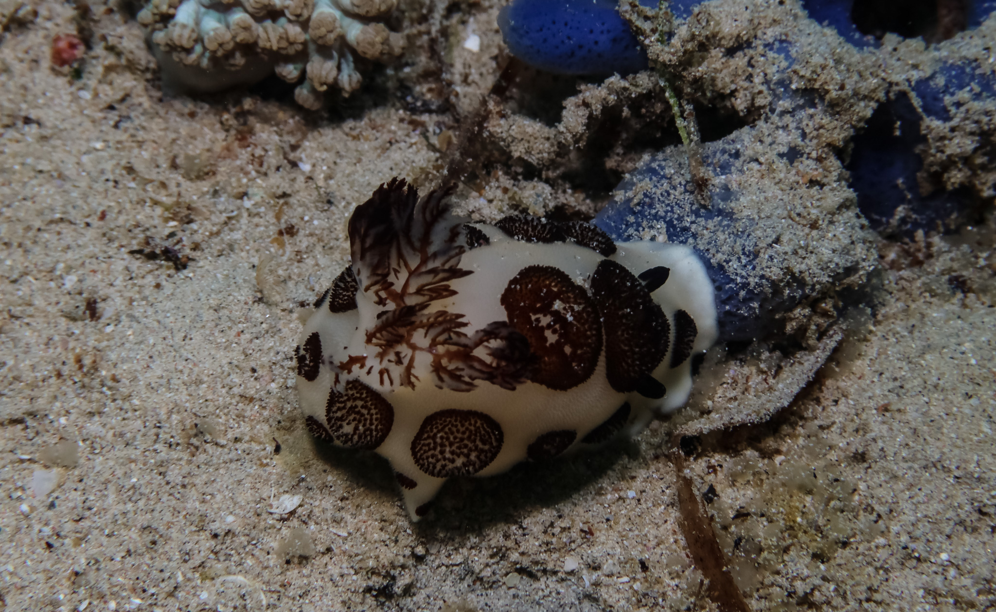 Mourning Dorid