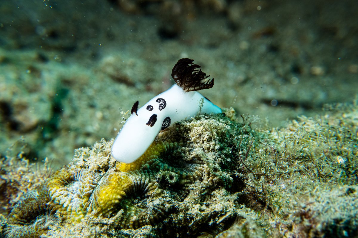 Mourning Dorid