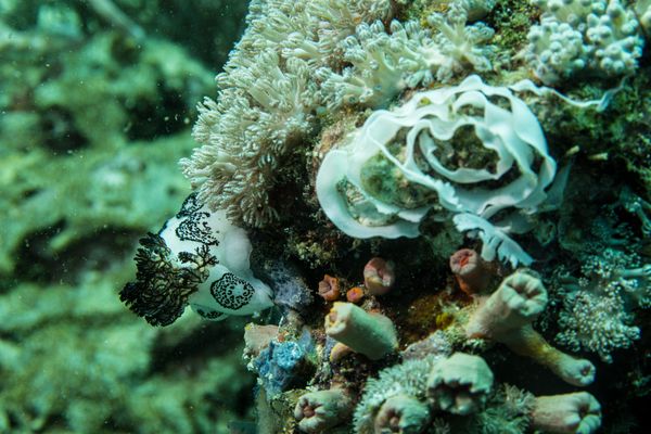 Mourning Dorid - Photo 4