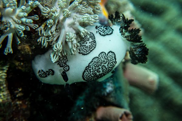 Mourning Dorid - Photo 5