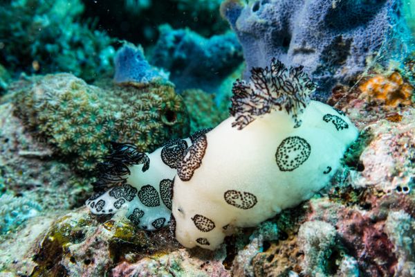 Mourning Dorid - Photo 6
