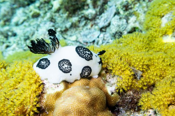 Mourning Dorid - Photo 9