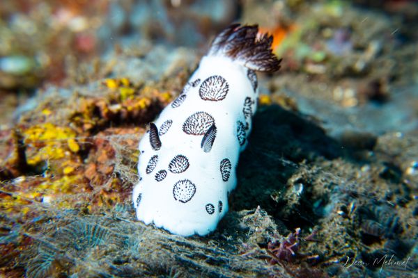 Mourning Dorid - Photo 10
