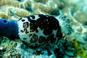 Mourning Dorid